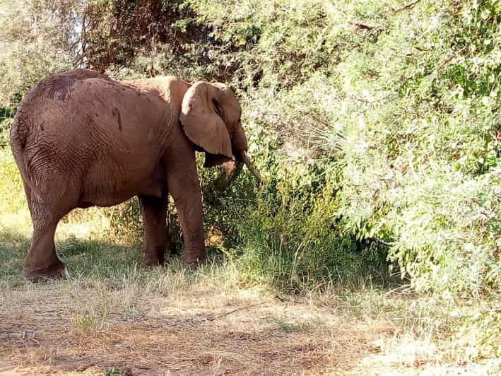 From Arusha Tarangire National Park Private Full Day Tour Getyourguide