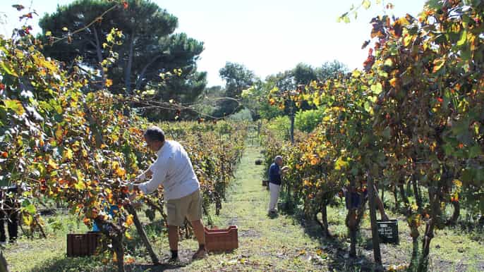 pompeii with wine tasting private tour