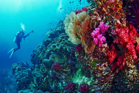 Hurghada: Diving or Snorkeling Boat Tour w/ Lunch and Drinks