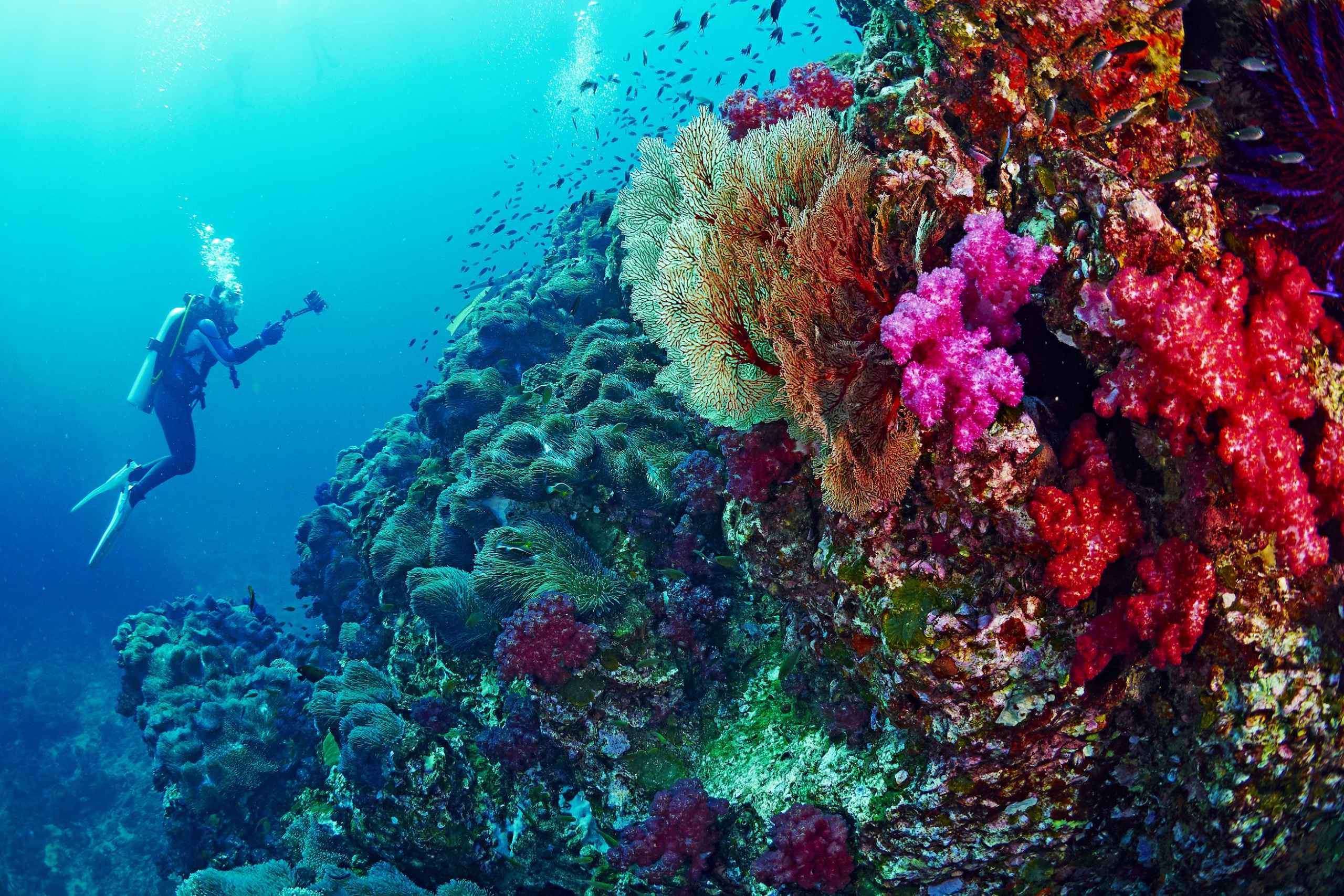 Следы в красном море. Симиланы дайвинг. Красное море риф дайвер. Коралловый риф акваланг. Дайвинг в Таиланде Симиланы.