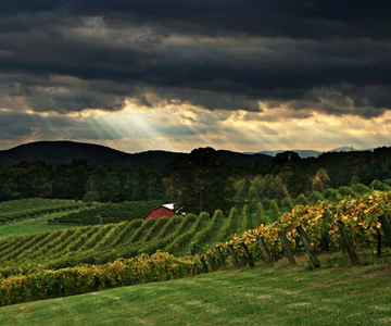From Atlanta: North Georgia Wine Country Tour
