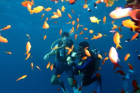 From Sharm-El-Sheikh: Ras Mohamed National Park Diving Trip