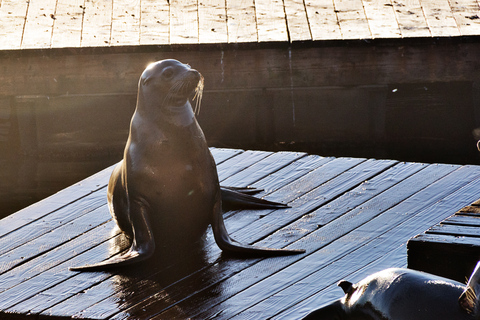 San Francisco Bay: Adventure Boat Tour Public Adventure Boat Tour