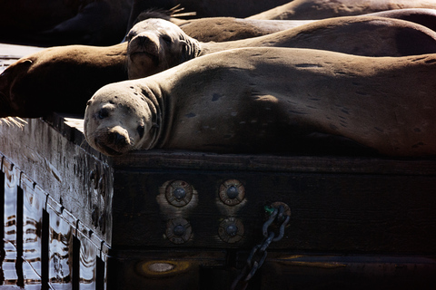 San Francisco Bay: Adventure Boat Tour Public Adventure Boat Tour