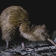 Stewart Island: Wild Kiwi Experiences Stewart Island: Wild Kiwi Experiences