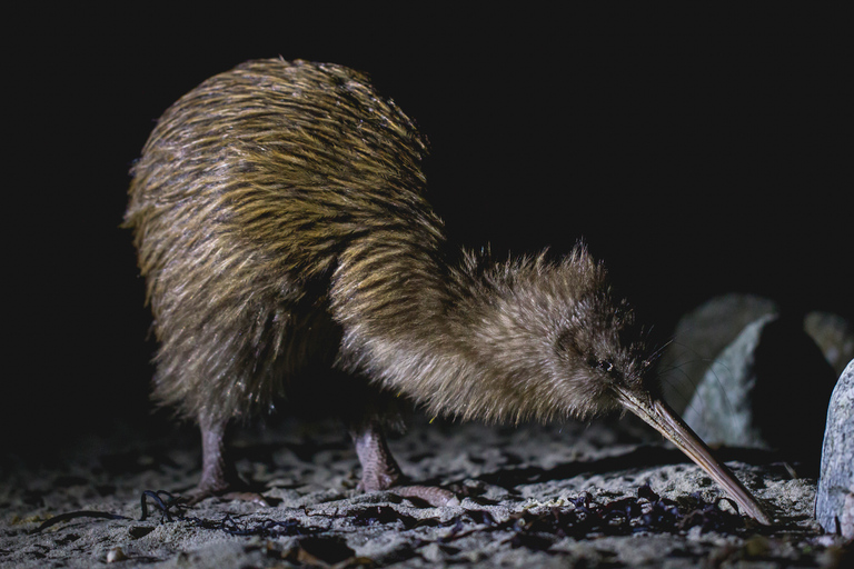 Stewart Island: Wild Kiwi Experiences Stewart Island: Wild Kiwi Encounter