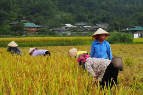 Trekking Mu Cang Chai Tour 3 Days