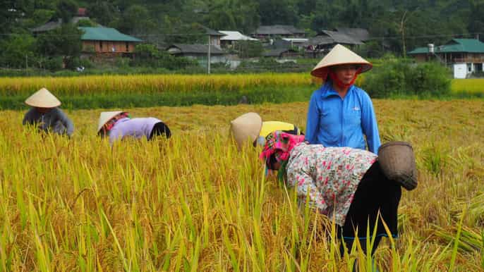 trekking mu cang chai tour 3 days