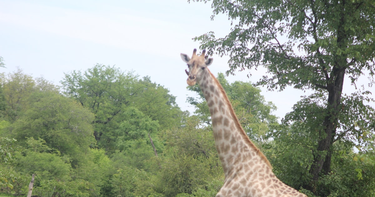 From Livingstone: Mosi oa Tunya Park Game Drive