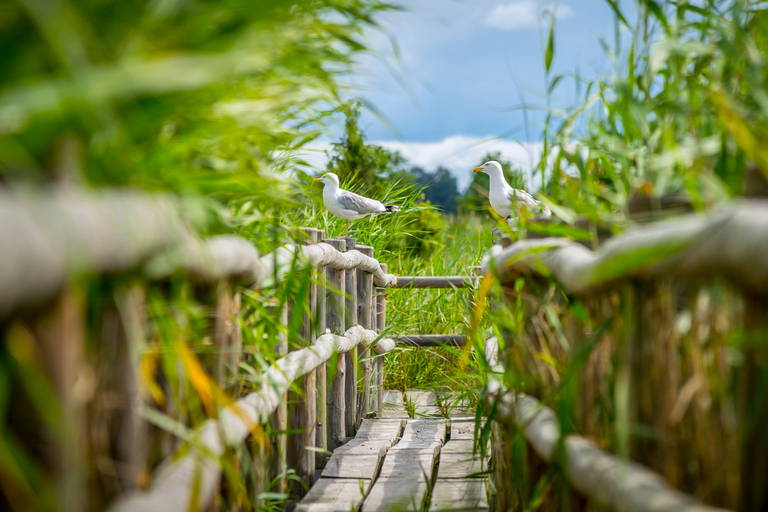 Parque Nacional de Kemeri e passeio à beira-mar Báltico Bog Boardwalk