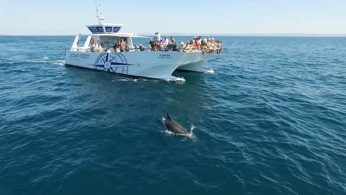 vilamoura boat tour dolphin quest