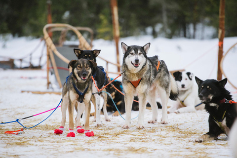 Rovaniemi: Aldeia do Pai Natal + Passeio de trenó puxado por huskies e renas