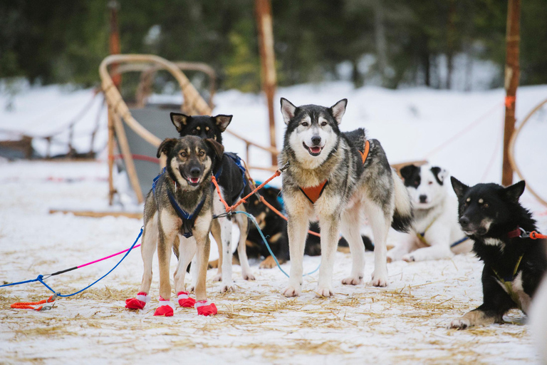 Rovaniemi: una experiencia de una hora con perros esquimales