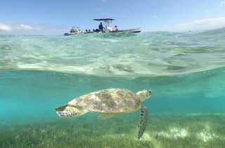 Nouméa, Signal Island und Schwimmen mit Schildkröten für Kreuzfahrtschiff-Passagiere