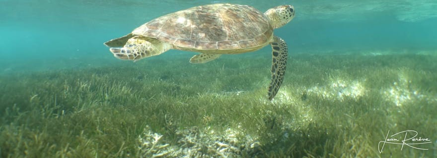 Terminal de Nouméa : excursion à l'île Signal et nage avec les tortues
