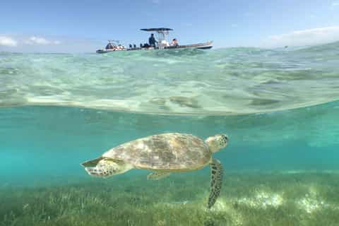 from noumea 4hour signal island swim and snorkel tour
