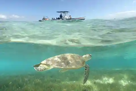 Noumea cruise ship terminal : Signal Island Swim with turtle