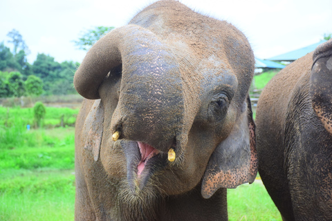 Chiang Mai: Expérience privée de soins aux éléphants pour les couples