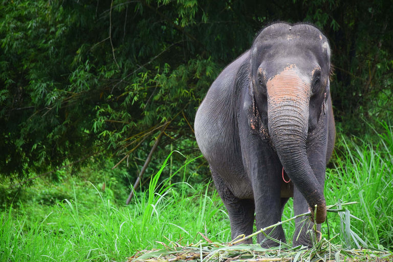 Chiang Mai: Expérience privée de soins aux éléphants pour les couples