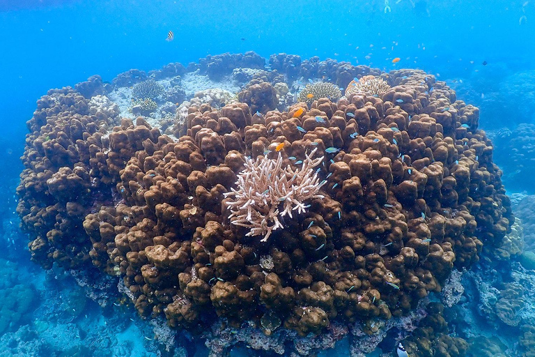 Desde Phuket Excursión de snorkel a las Islas Surin