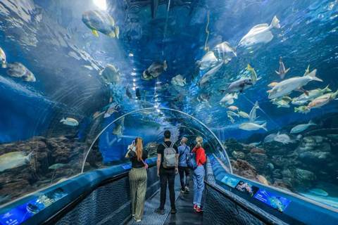 Shanghai: Shanghai Ocean Aquarium Tickets