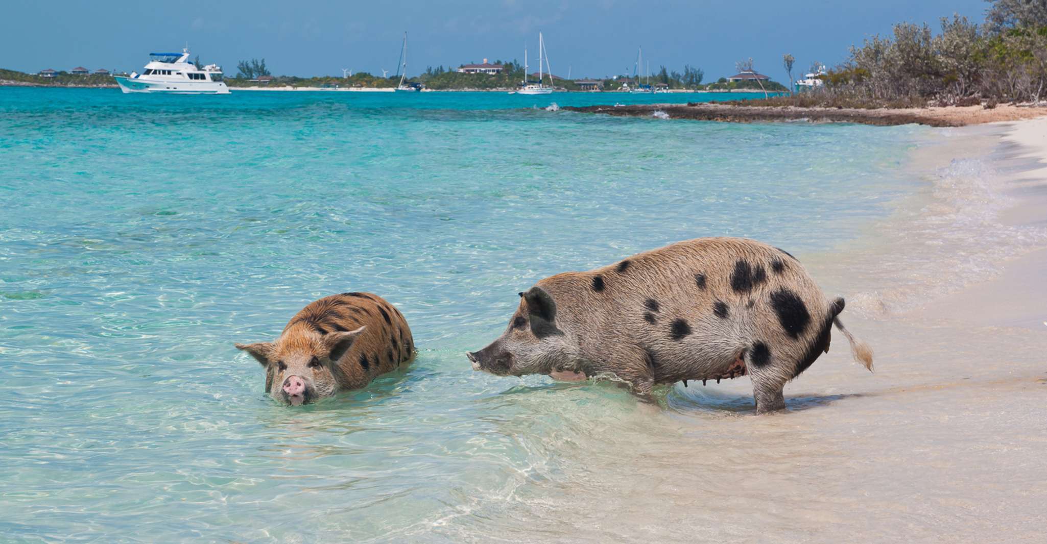Nassau, Reef Snorkeling, Porcs et Tortues 3 Islands Tour - Hizvo