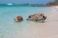 Nassau, Reef Schnorcheln, Schweine und Schildkröten 3 Islands Tour - Hizvo