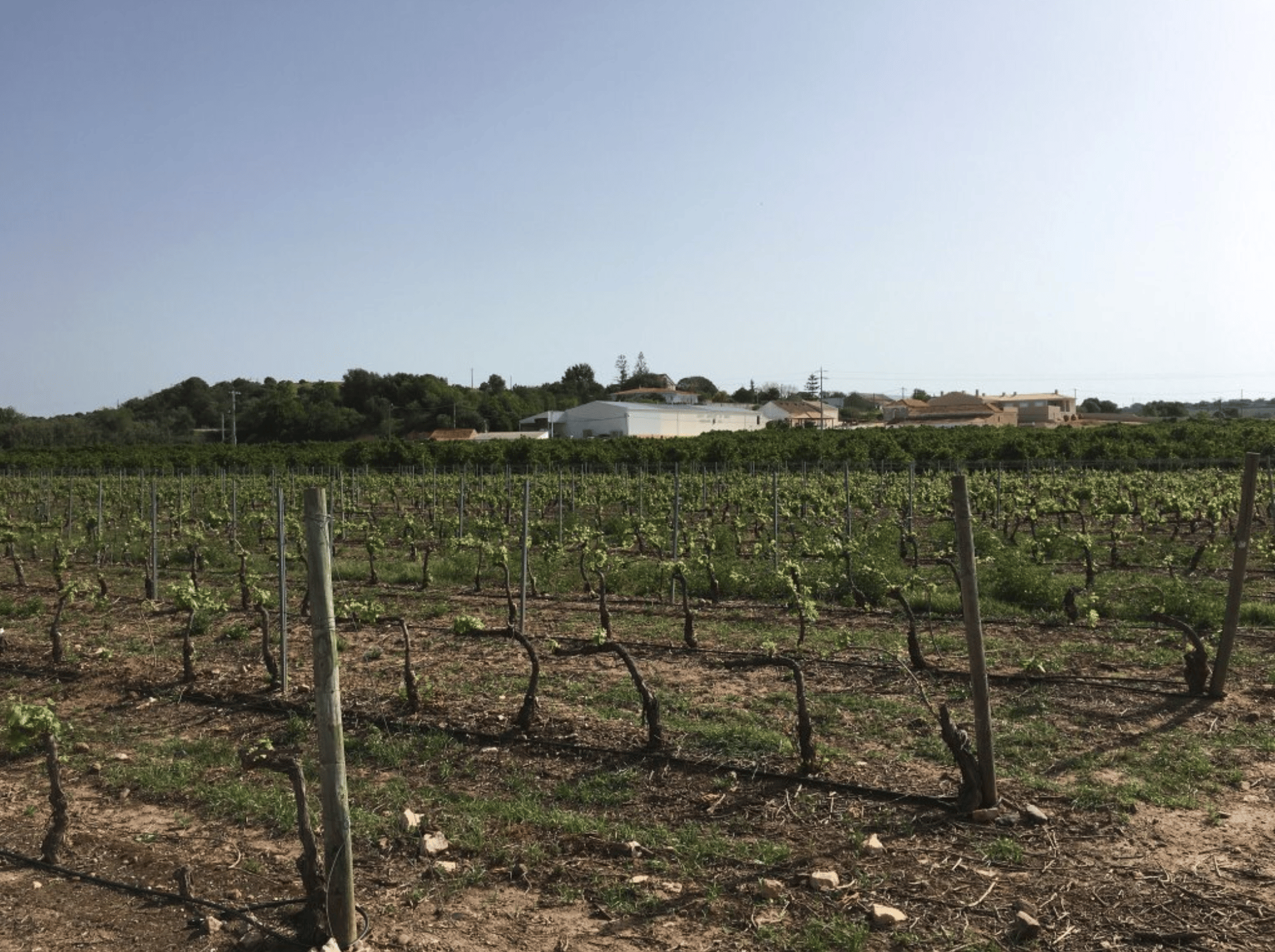 Algarve Wine Tour mit zwei Weingütern unter der Führung eines Weinexperten