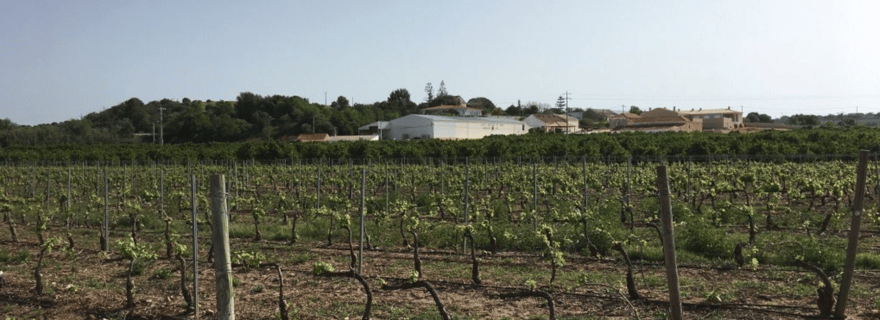 Visite guidée de deux domaines viticoles de l'Algarve par un expert en vin