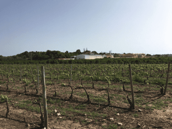 Vintur i Algarve til to vingårder med guide av vinekspert