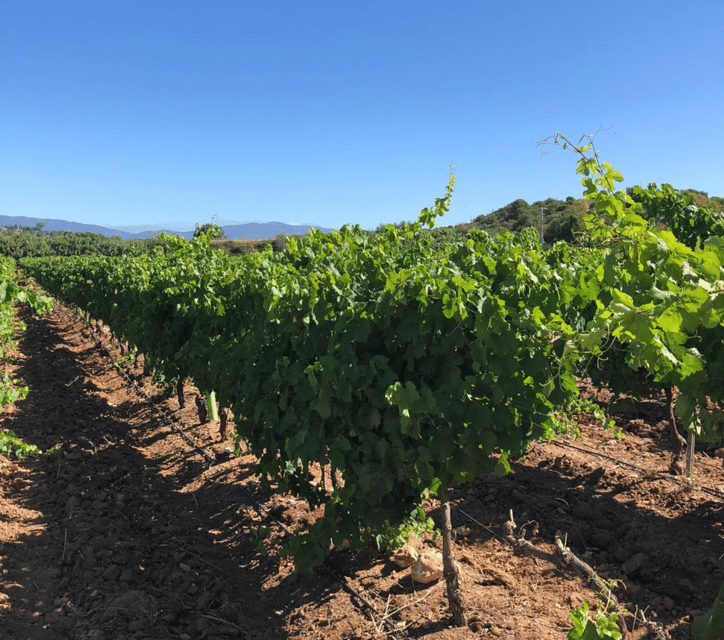 Algarve wine tour and mountain top trip with lunch or dinner | GetYourGuide