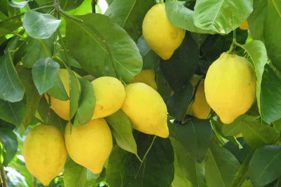 Sorrento: Zitronen-, Olivenöl- und Weinverkostung Tour mit Mittagessen. Foto: GetYourGuide Sorrento: Zitronen-, Olivenöl- und Weinverkostung Tour mit Mittagessen. Foto: GetYourGuide