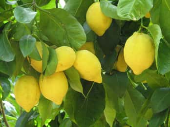 Sorrente : Visite de dégustation de citron, d'huile d'olive et de vin avec déjeuner