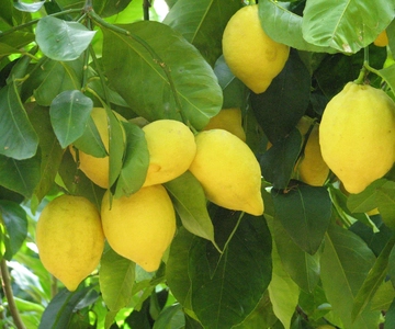 Sorrento: Degustação de Limões, Azeites e Vinhos com Almoço