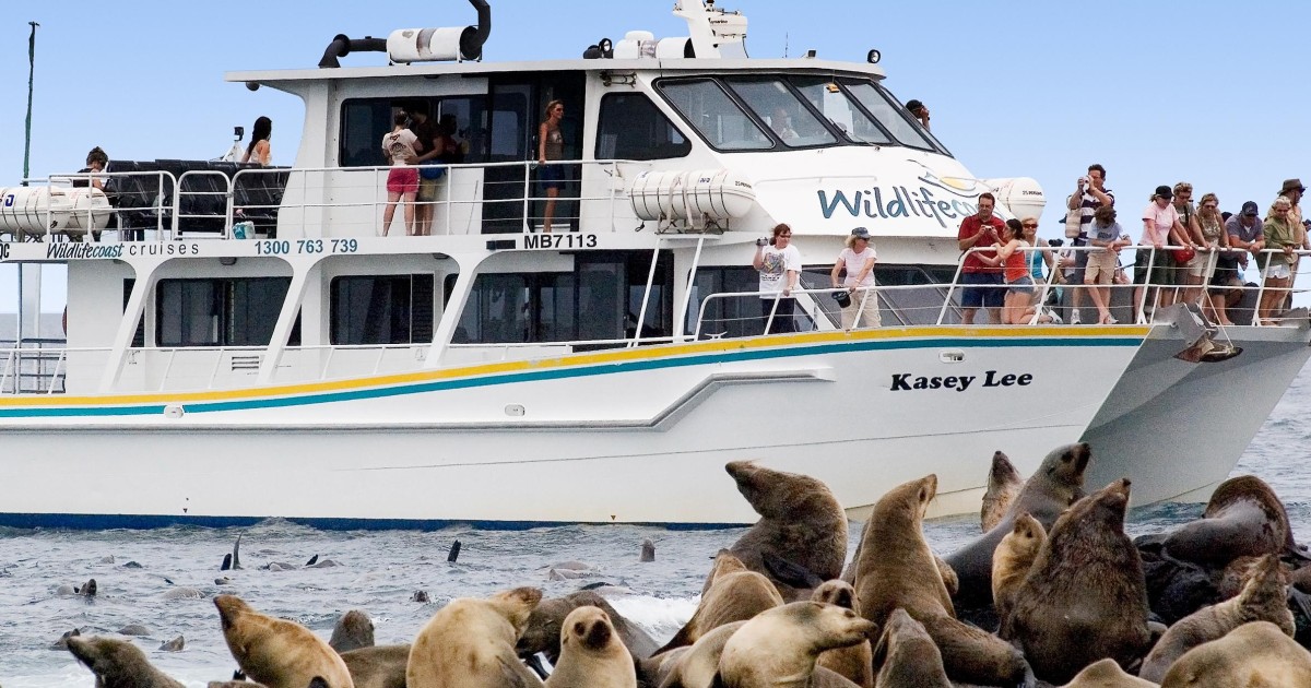 phillip island seal cruise