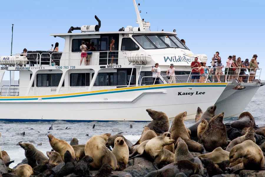 Philip Island: Seal Watch Cruise. Foto: GetYourGuide