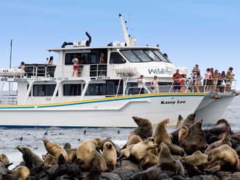 Philip Island: Seal Watch Cruise Philip Island: Seal Watch Cruise