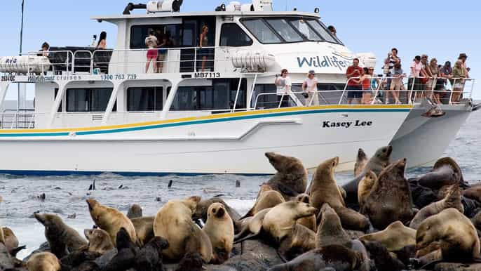 philip island seal watching cruise