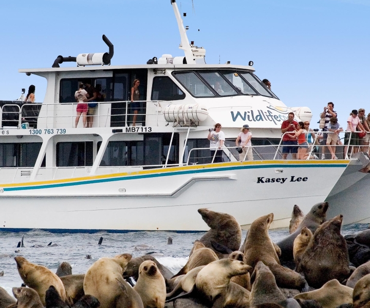 Philip Island: Philip Philipin risteily: Seal Watching Cruise