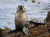 Philip Island, Seal Watching Cruise - Housity