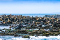 Philip Island, Seal Watching Cruise - Housity