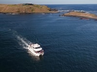 Philip Island, Seal Watching Cruise - Housity