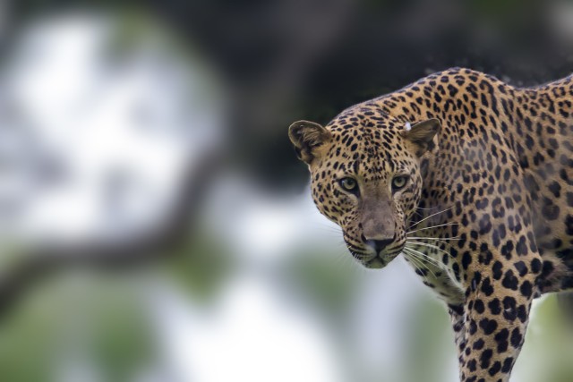 Visit Yala National Park Leopard Safari Full day tour with Lunch in Hambantota