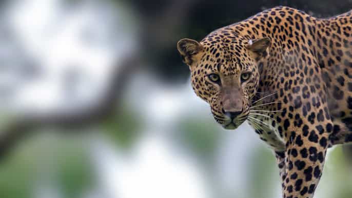 yala national park leopard safari full day tour with lunch