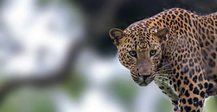 Yala National Park Leopard Safari Full day tour with Lunch GetYourGuide