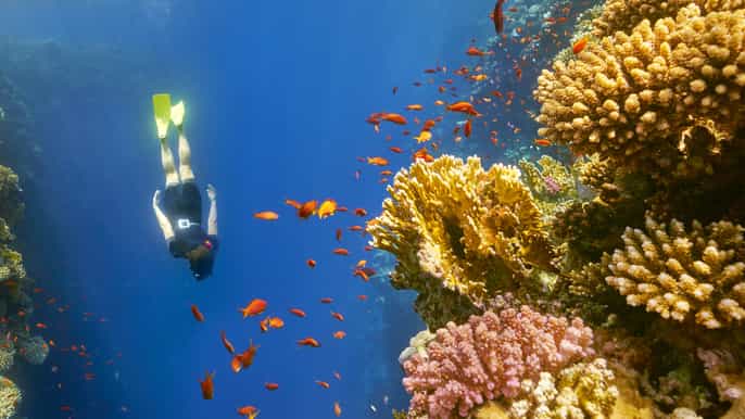 from marsa alam snorkelling at wadi el gemal national park