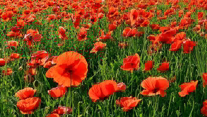 from bruges great war of flanders fields remembrance tour