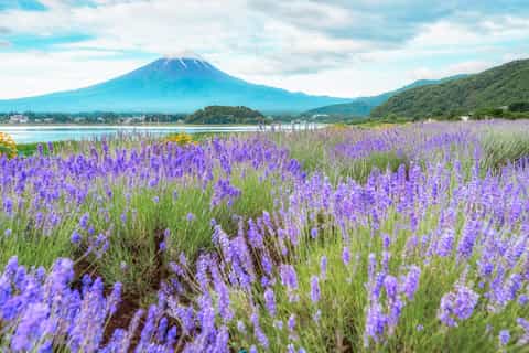 From Tokyo: Mt. Fuji Full-Day Sightseeing Trip