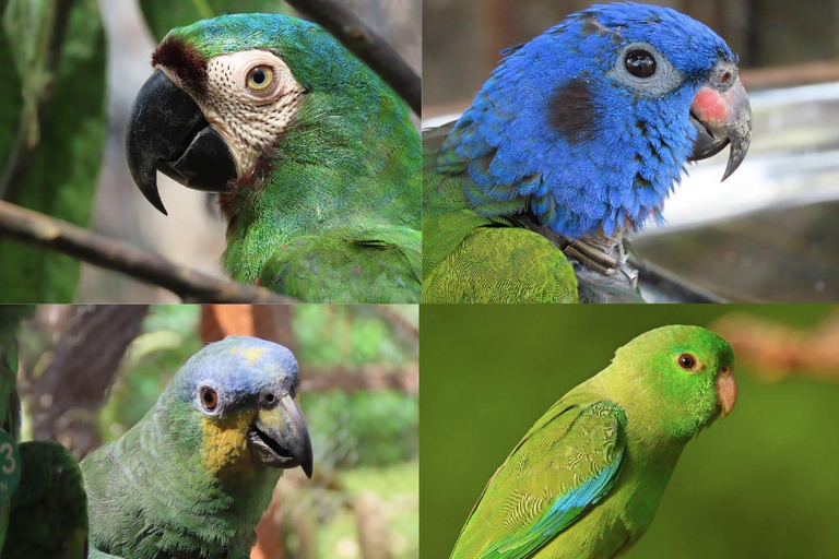 Villanueva: Fundación Loros Sunset Tour with Winetasting