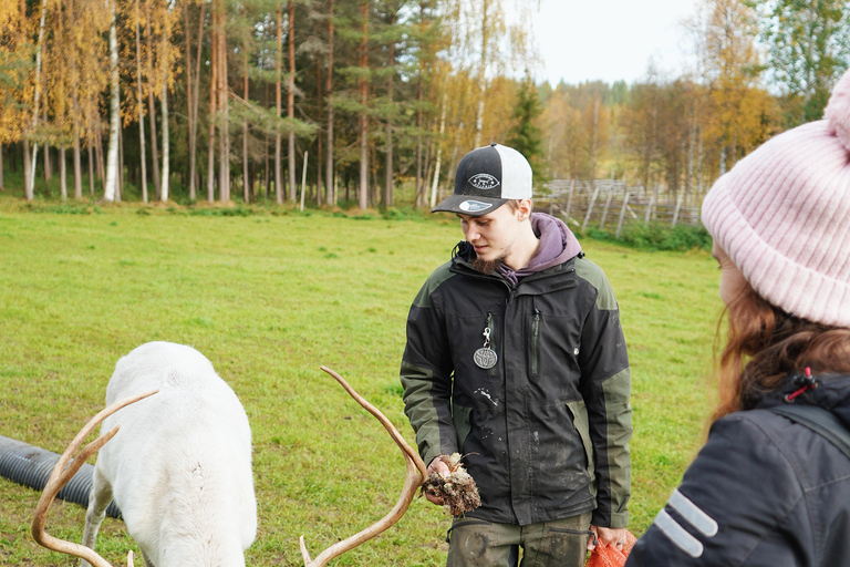 罗瓦涅米：驯鹿农场之旅（含雪橇乘坐和接送）罗瓦涅米：驯鹿农场秋季之旅